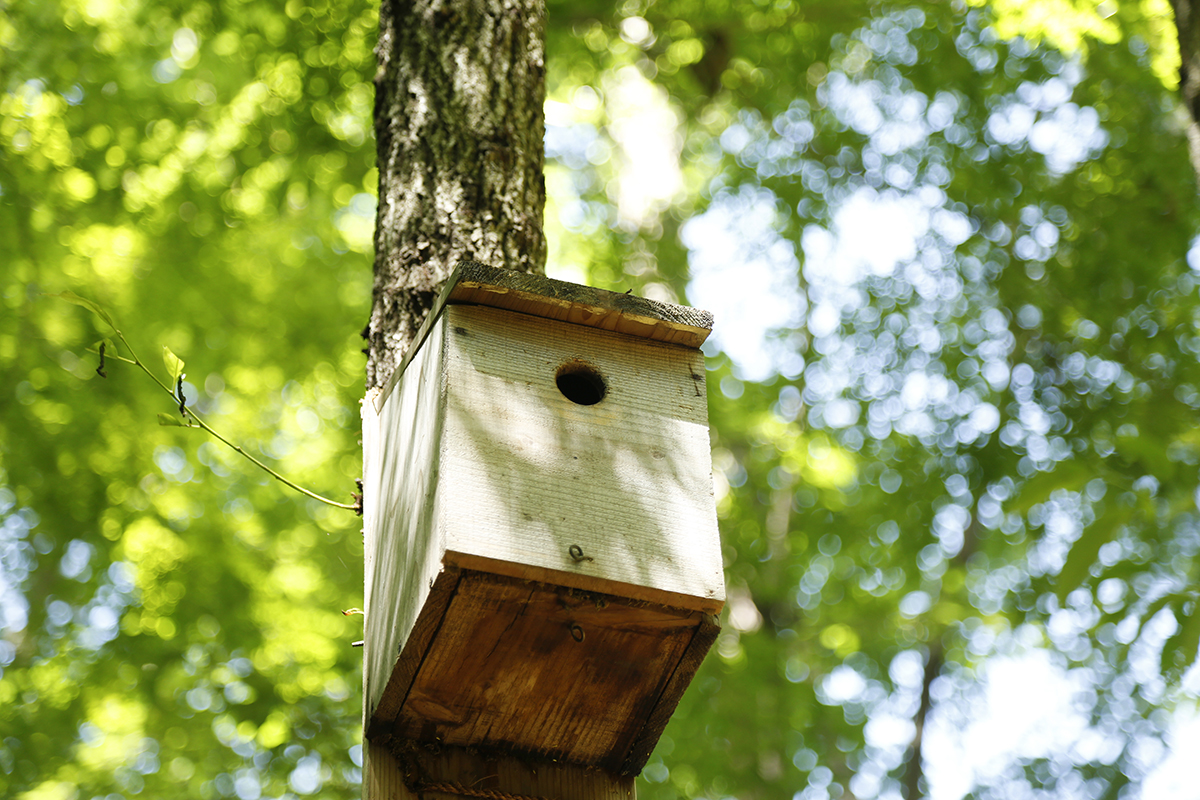 御苑では約100種の鳥が確認されています