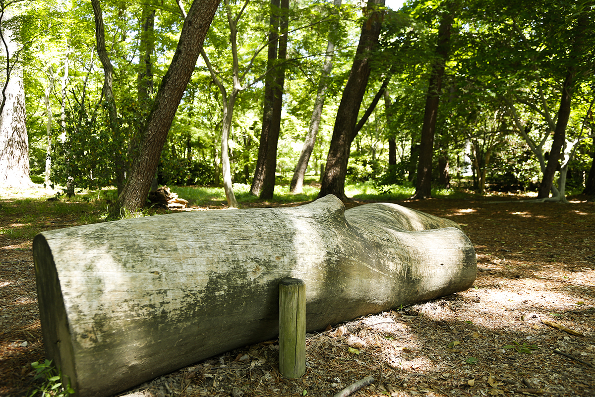森の文庫の周囲にはベンチ代わりの倒木や切り株があります