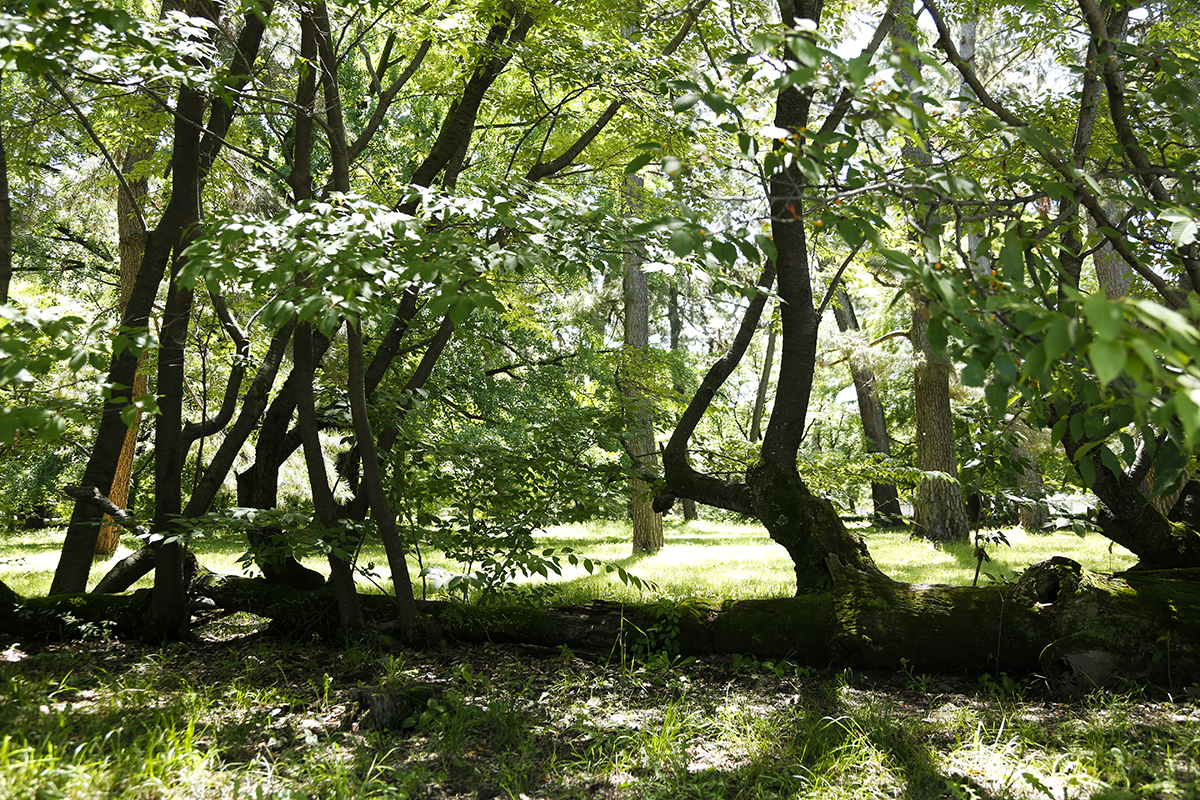 学習院跡にある「桜松」