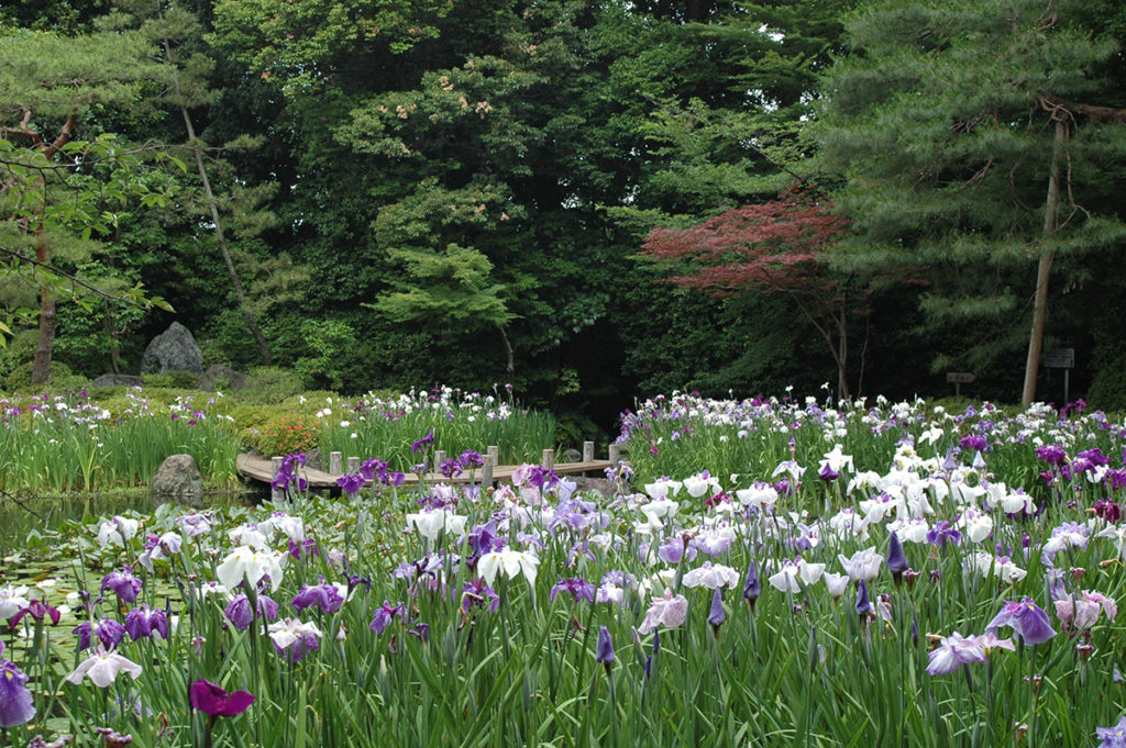 西神苑の花菖蒲