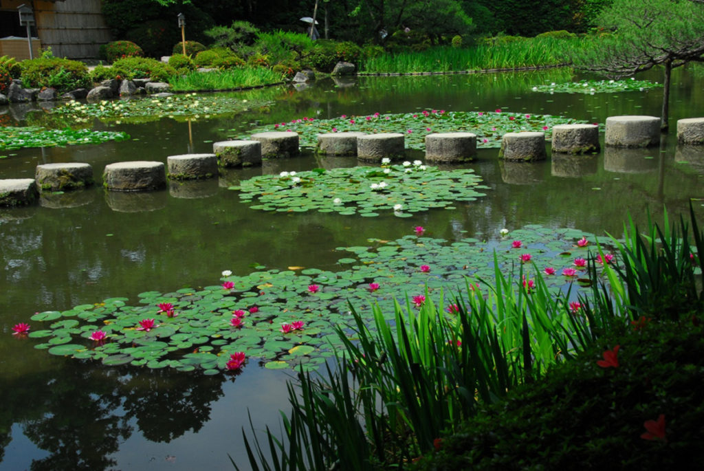 臥龍橋の睡蓮