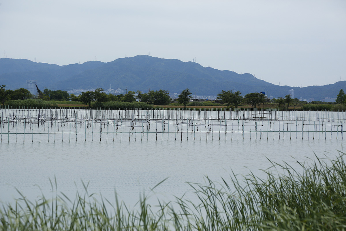 淡水真珠養殖の発祥の地といわれる平湖の真珠養殖場。現在は無核・有核ともに養殖されています