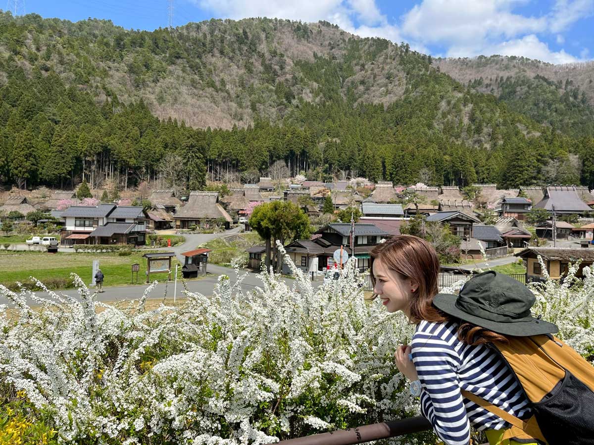 満開の雪柳とかやぶきの里